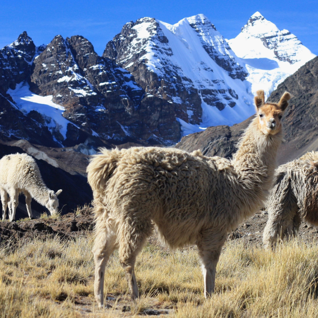 Cordillera Real Bolivia