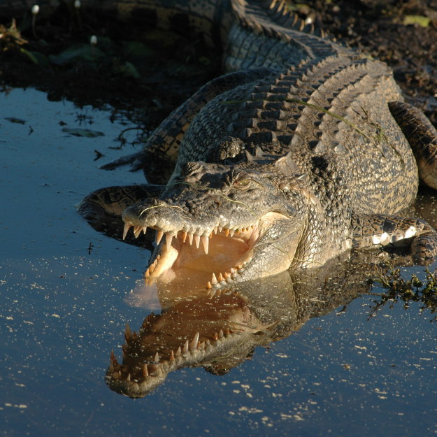 Crocodiles Australia
