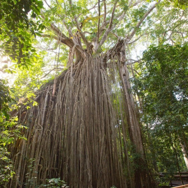 Curtain Fig Tree Australia