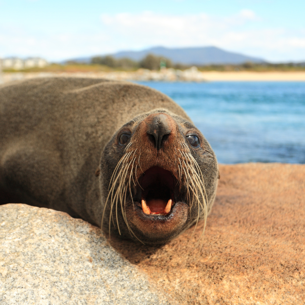 Fur Seals Australia
