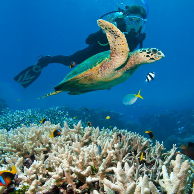 Great Barrier Reef Australia