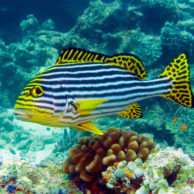 Great Barrier Reef Australia