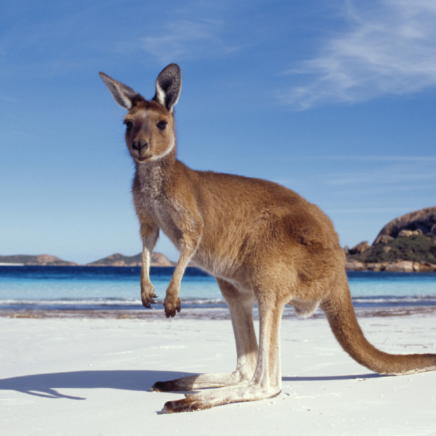 Kangaroos Australia