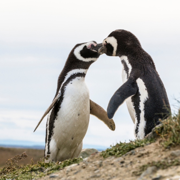 Kissing Magellanic penguins in Patagonia, Chile, South America
