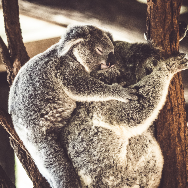 Koala Conservation Centre Australia