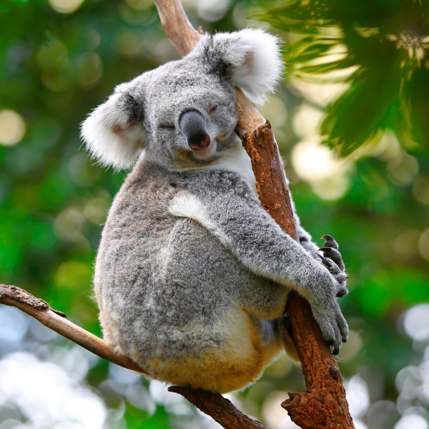 Koalas Australia