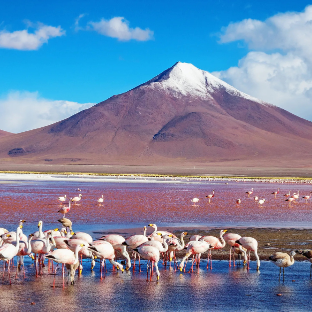 Laguna Colorada Bolivia