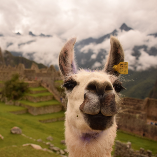 Machu Picchu South America