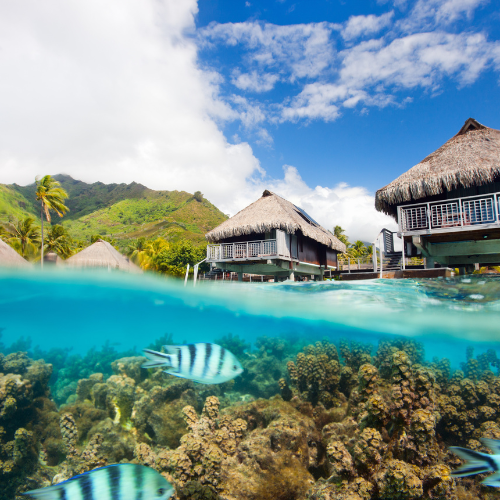 Moorea’s Coral Gardens