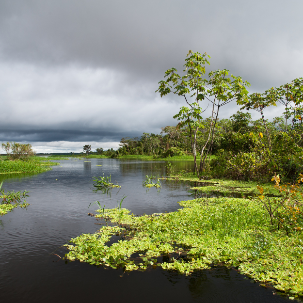 Pacaya-Samiria National Reserve Peru