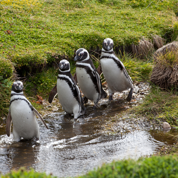 Penguin Parade Australia