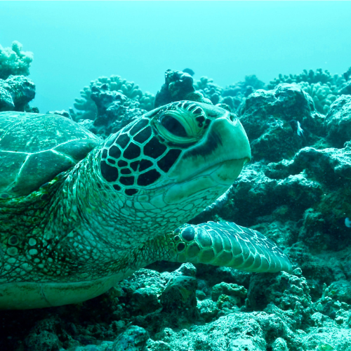 Rangiroa’s Tiputa Pass
