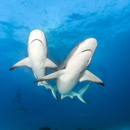 Reef Sharks