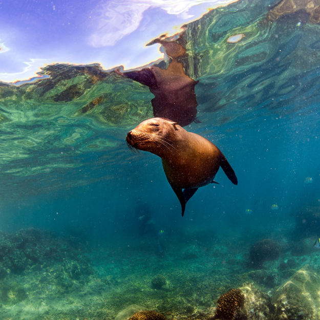 Sea Lions Australia