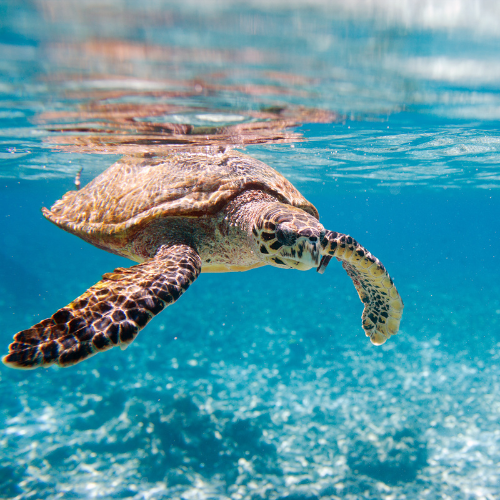 Sea Turtles