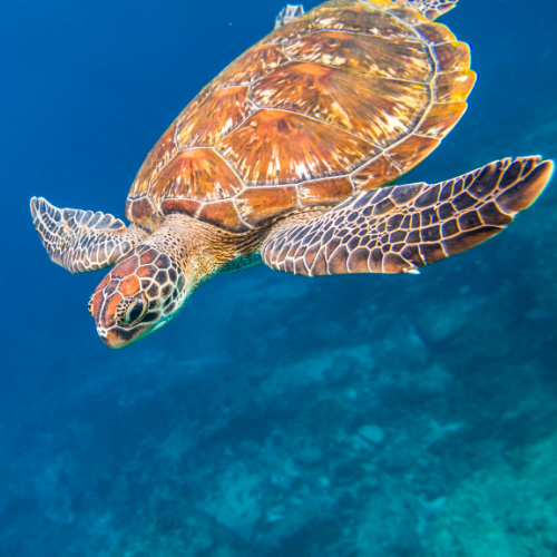 Similan Islands Romantic Thailand