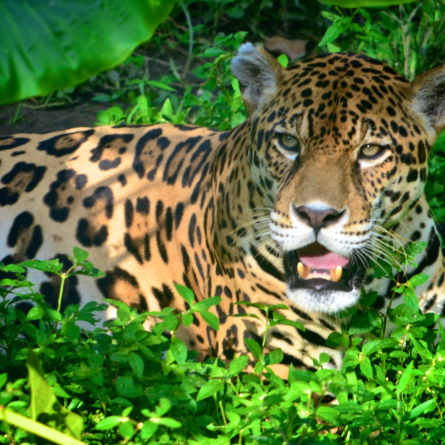 The Amazon Rainforest South America