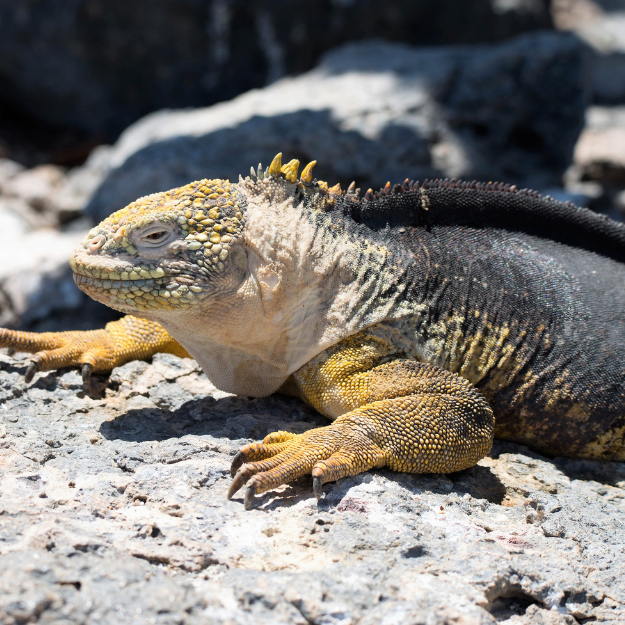 The Galápagos Islands South America