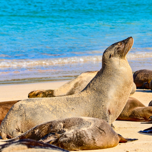 The Galápagos Islands South America