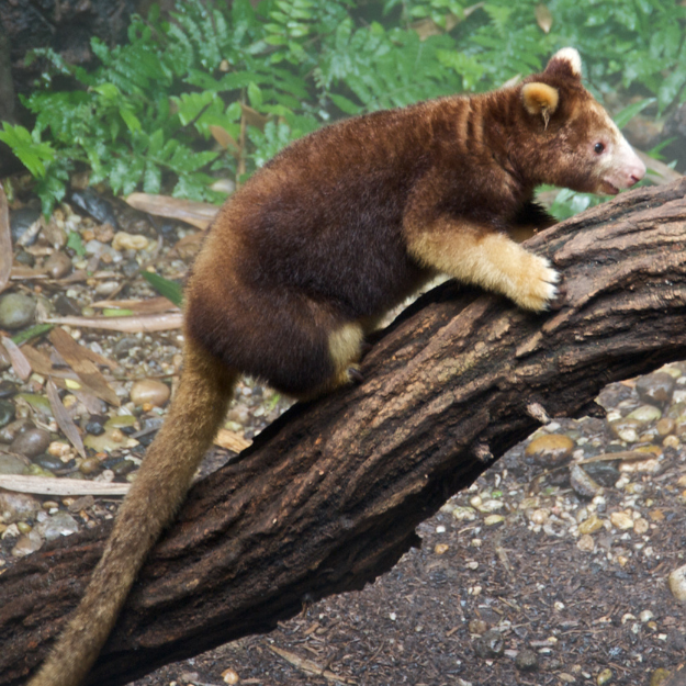 Tree Kangaroos Australia