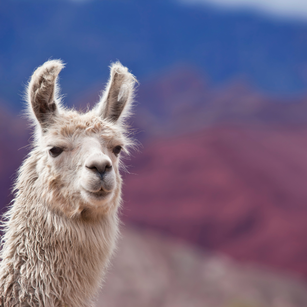 White llama in argentina south america Salta province